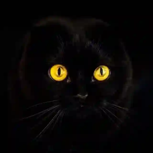 Cute cats😻 
