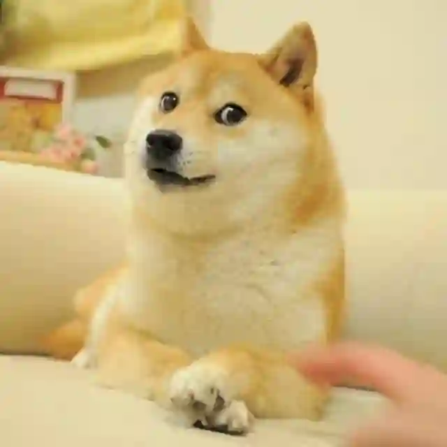 柴の收藏夹 