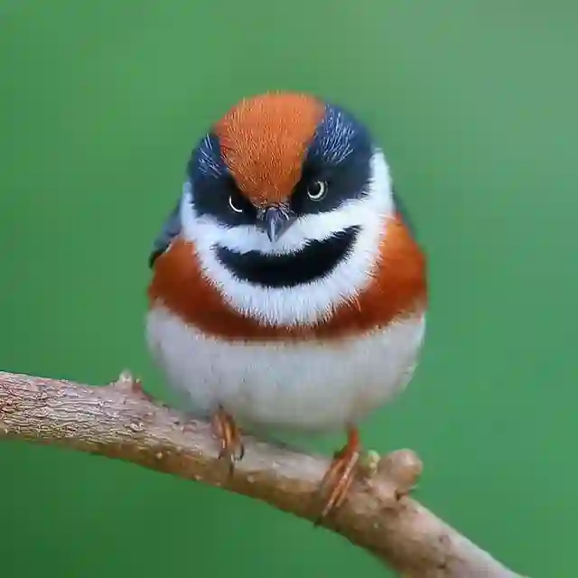 Birds Pictures World 