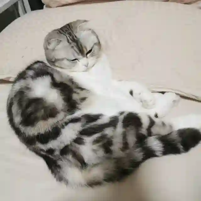 老刘VPS通知频道 