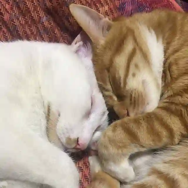 每日无数猫 