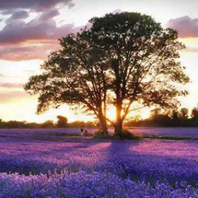 Nature 🌄 